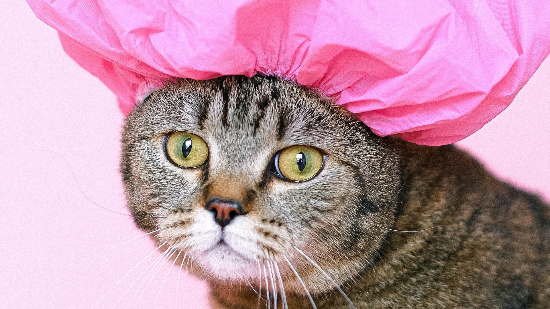 5 Tips Merawat Kucing Peliharaan