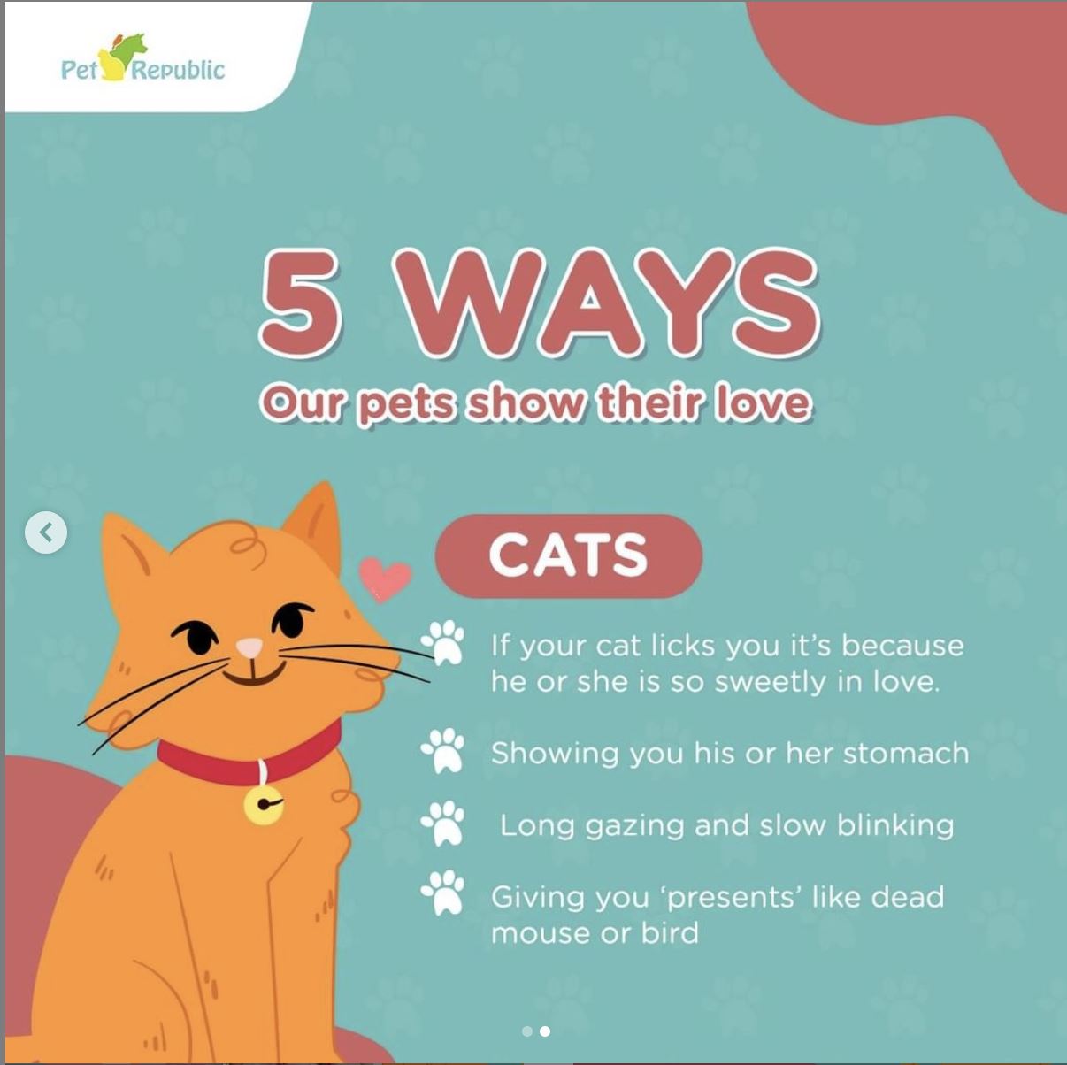 Apakah kucingmu sayang padamu?