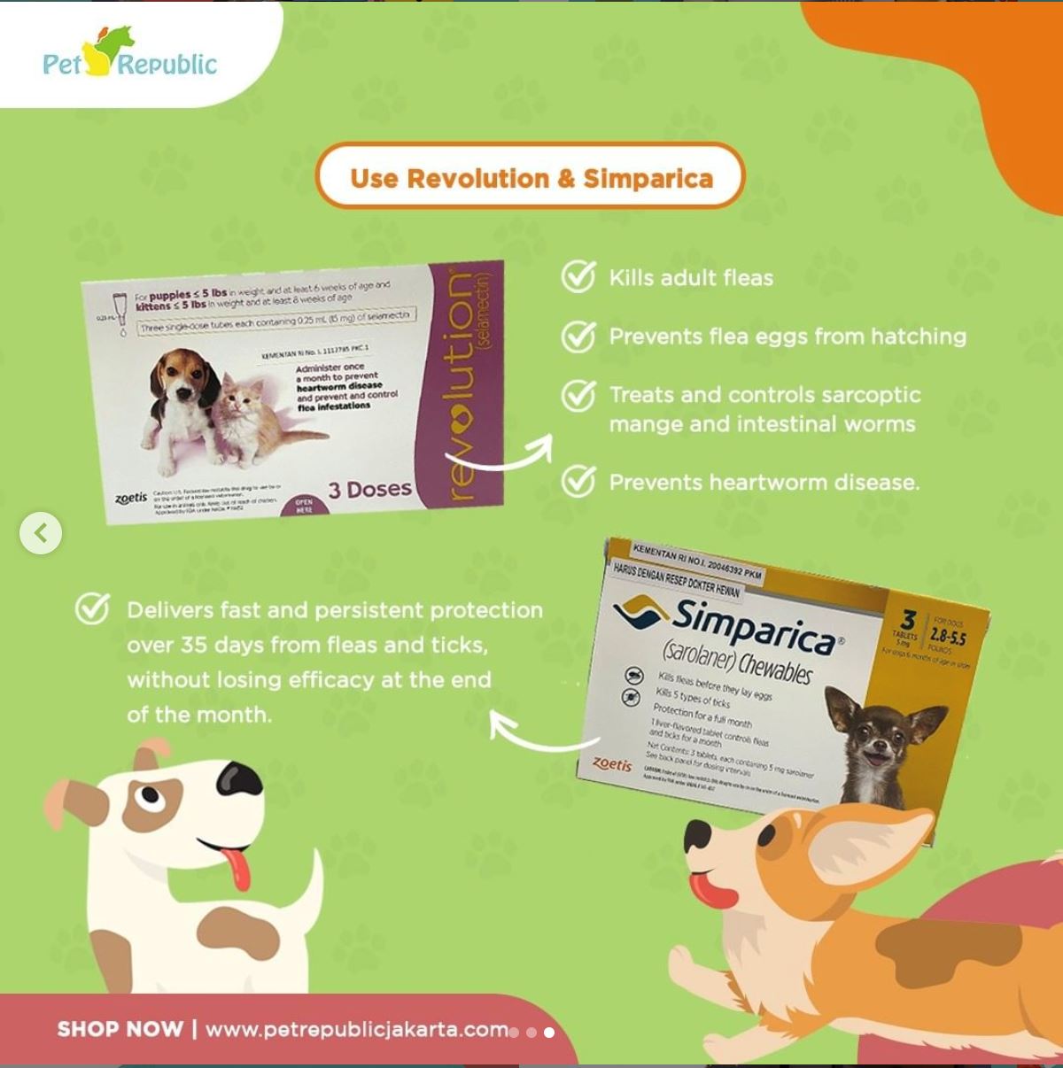 Hilangkan Kutu dan Cegah Datang Kembali