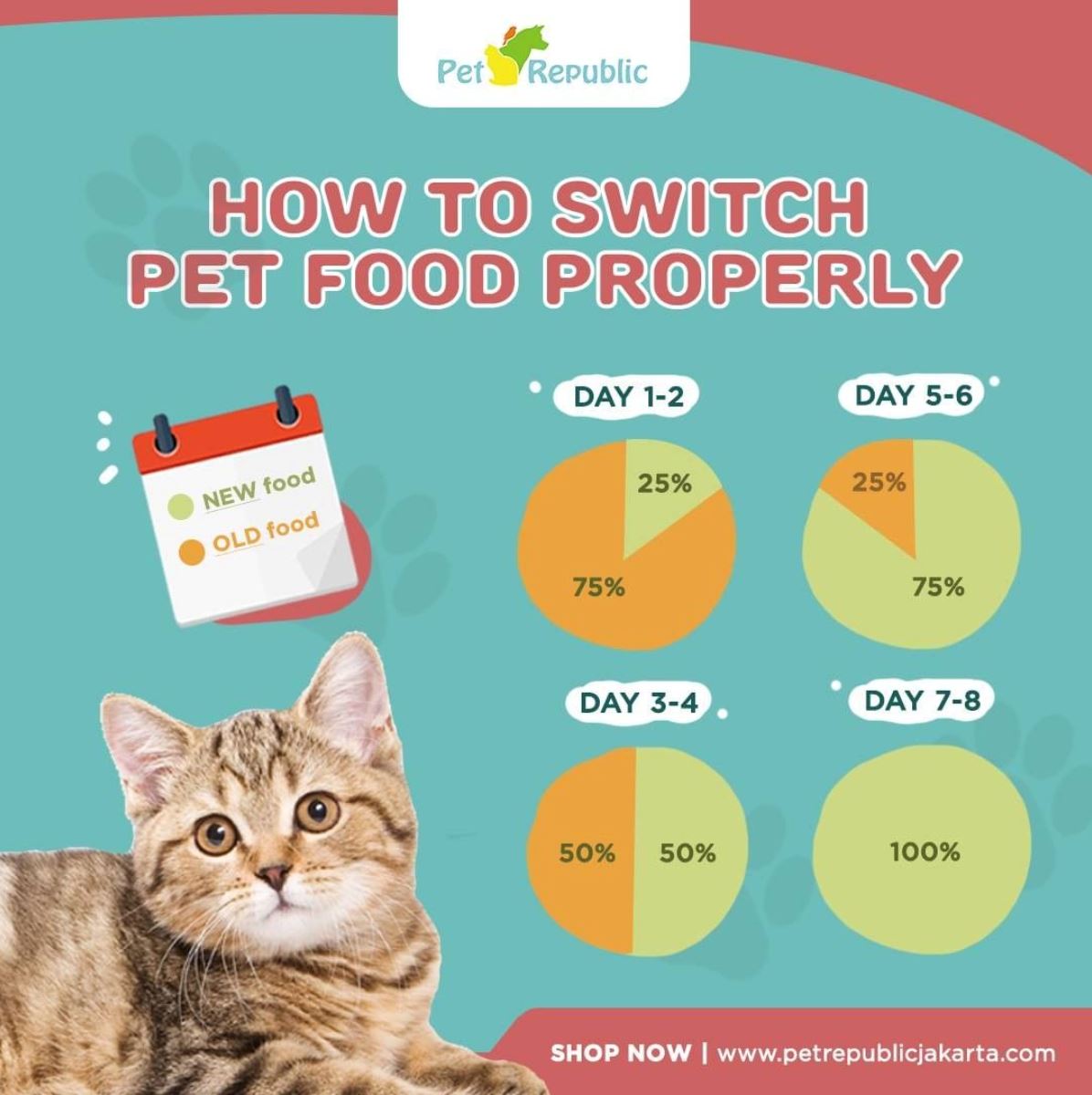 Ingin Ganti Makanan Kucingmu ? Yuk Pelajari Caranya !