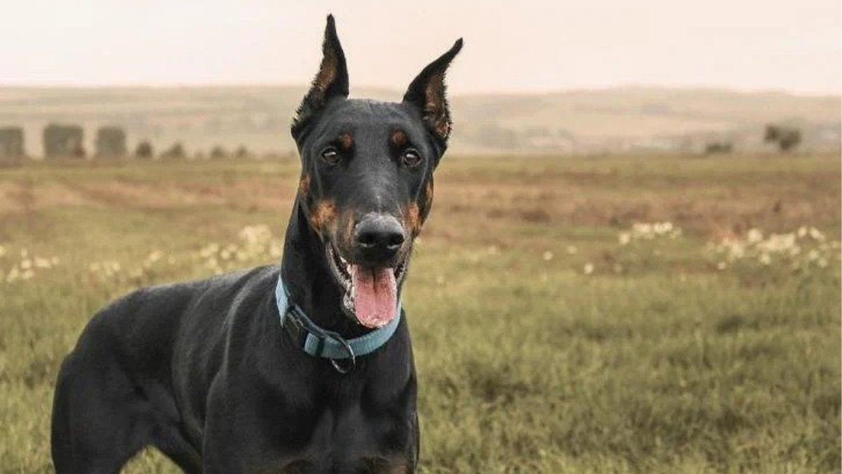 Jenis -Jenis Anjing Yang Harus Anda Ketahui Sebelum di Pelihara