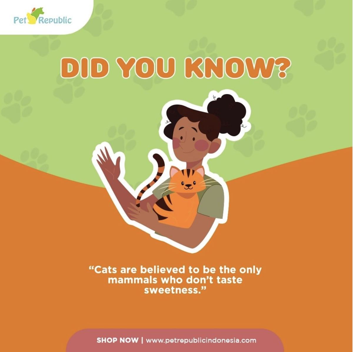 Kenali Indra Perasa Kucing Yuk !