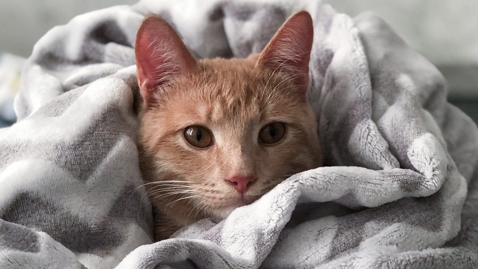 Makanan Yang Bisa Bikin Kucing Sakit