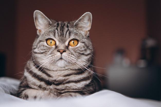 Meski Cuek, Ini 12 Tanda yang Menunjukkan Kucing Menyayangimu