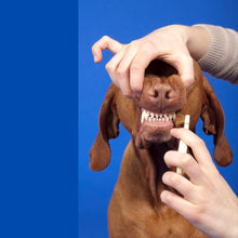 Grooming Facility Dog Grooming Package 20kg+ Pet Republic Facility Pet Republic Indonesia