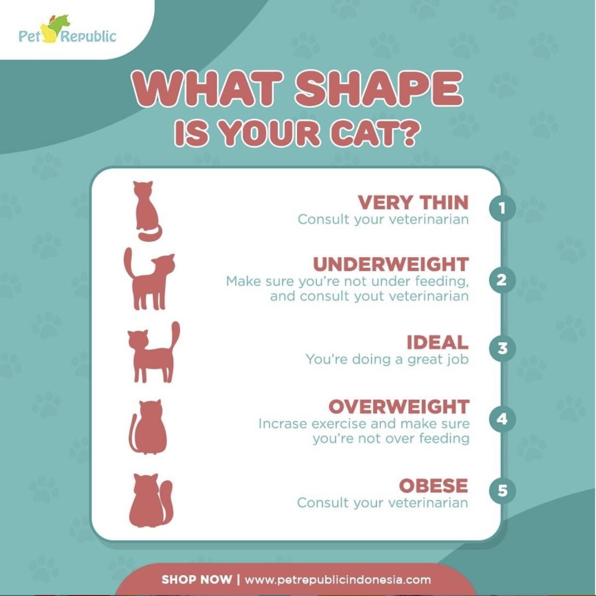 Cek Berat Badan Ideal Kucingmu !