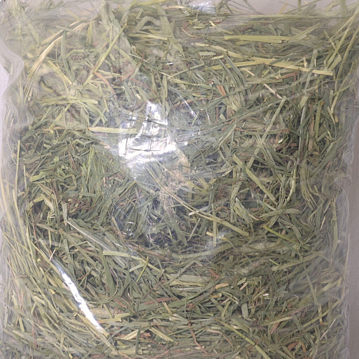 Manfaat Rumput Alfalfa untuk Kelinci