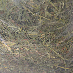 ALFALFA King Rumput Kelinci Second Cutting 1kg Hobi & Koleksi > Perawatan Hewan > Makanan & Vitamin Hewan Pet Republic Indonesia 