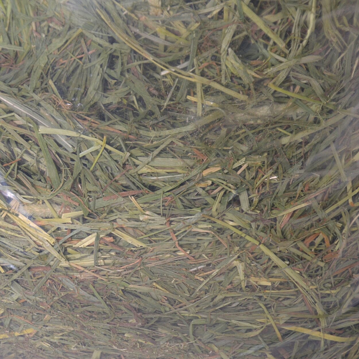 Apa Itu Rumput Alfalfa?