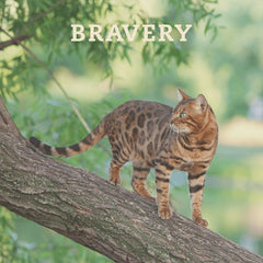 BRAVERY Makanan Kucing Adult Cat Chicken 400gr no type Tidak ada merek 