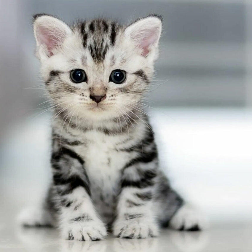 Grooming Facility Kitten Grooming Package Pet Republic Facility Pet Republic Indonesia 