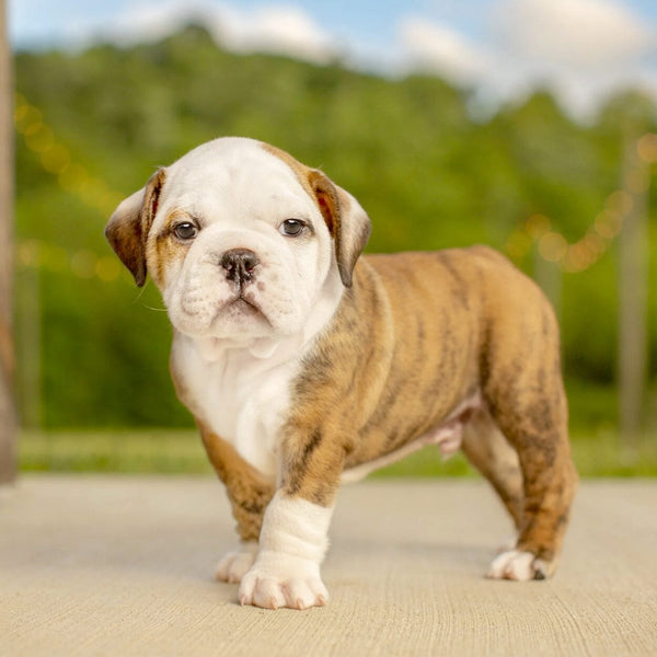 Grooming Facility Puppy Grooming Package Medium Pet Republic Facility Pet Republic Indonesia 