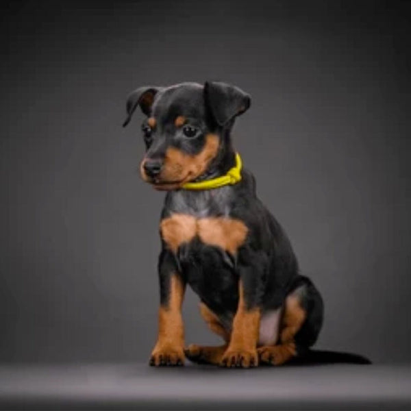 Grooming Facility Puppy Grooming Package Small Pet Republic Facility Pet Republic Indonesia 