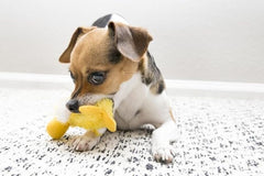 KONG NY3 Mainan Anjing Platy Duck Small Dog Toy Tidak ada merek 