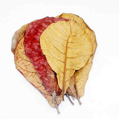 MRTAN Ekstrak Daun Ketapang SUPER 250ml no type Tidak ada merek 