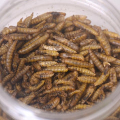 MRTAN Makanan Ikan Burung Ayam Crunchy Grub 250gr no type Tidak ada merek 