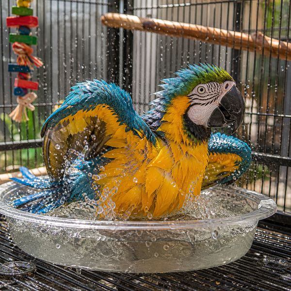 MRTAN Sabun Burung Premium Parrot Shampoo 1L Bird Supplies Tidak ada merek 