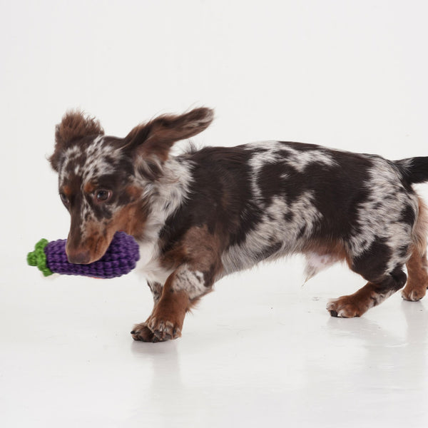 TAILSINSLUMBERLAND Mainan Anjing Eggplant Dog Toy Tidak ada merek 