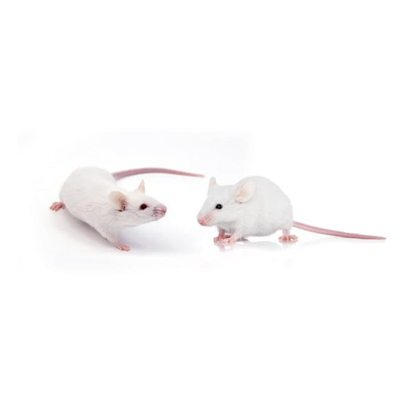 BABY Mice 1pcs Reptile Food Istana Tikus 