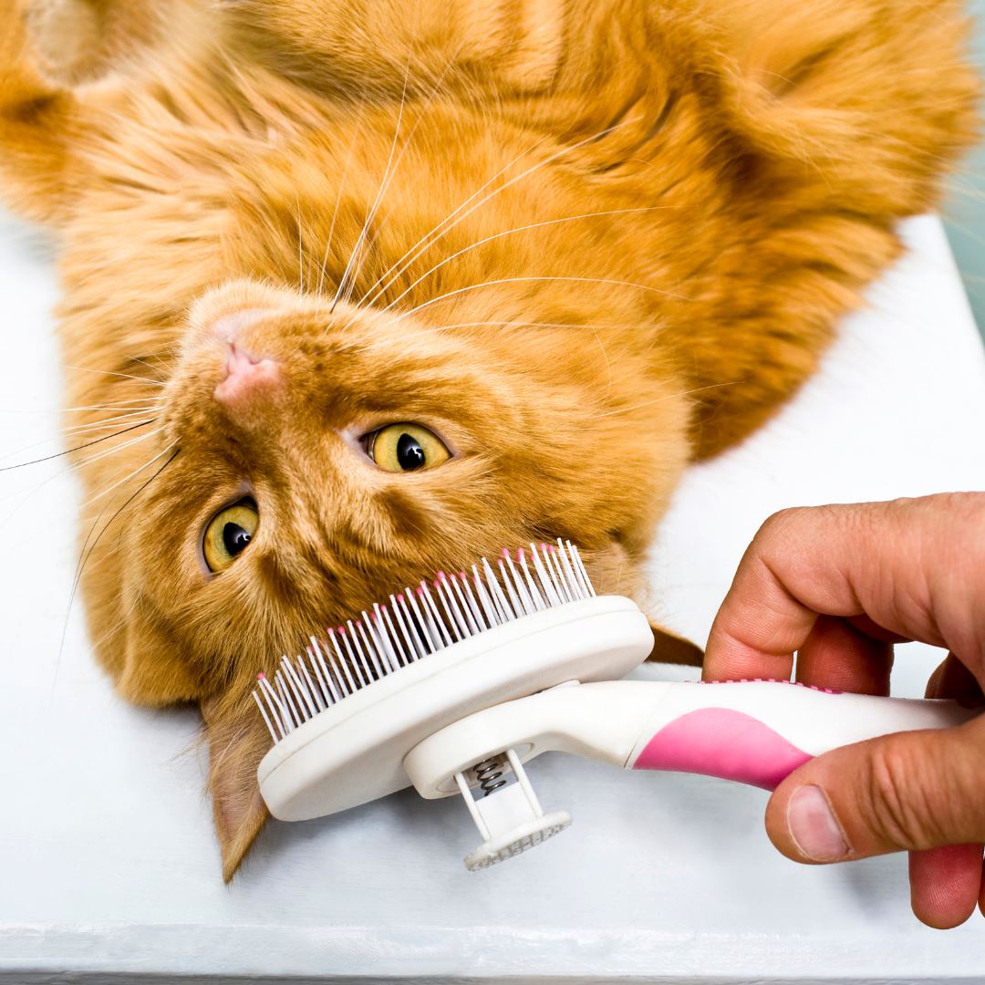 grooming-facility-cat-grooming-package