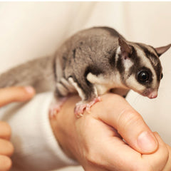 Grooming Facility Sugar Glider Grooming Package Pet Republic Facility Pet Republic Indonesia 