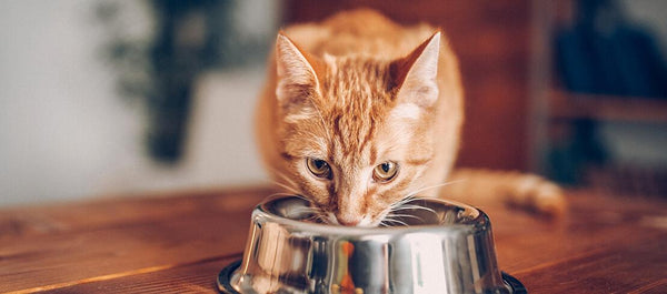 SCIENCEDIET Feline Adult Optimal Care 4kg Cat Dry Food Science Diet 