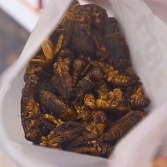 WORMTAIL Snack Jangkrik Kering Dried Crickets Bite 10gr Small Animal Snack Wormtail 
