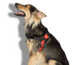 ZEEDOG Fatboy Soft Walk Harness Pet Collar and Leash Zee Dog 