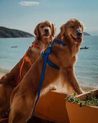 ZEEDOG H Harness Neopro Blue Pet Collar and Leash Zee Dog 