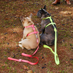 ZEEDOG H Harness Neopro Bubblegum Pet Collar and Leash Zee Dog 