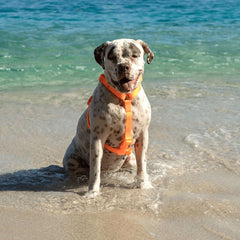 ZEEDOG H Harness Neopro Tangerine Pet Collar and Leash Zee Dog 