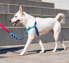 ZEEDOG Soft Walk Harness Cooly Pet Collar and Leash Zee Dog 