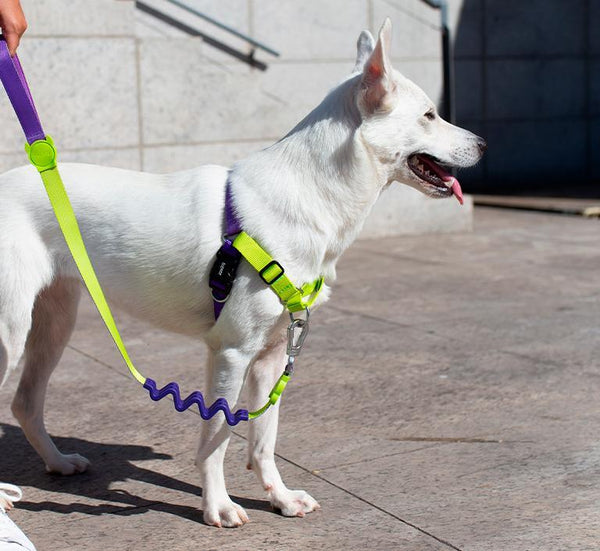 ZEEDOG Soft Walk Harness Lemonade Pet Collar and Leash Zee Dog 