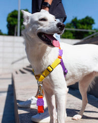 ZEEDOG Soft Walk Harness Pump Pet Collar and Leash Zee Dog 