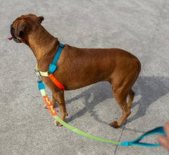 ZEEDOG Softwalk Harness Jumper Pet Collar and Leash Zee Dog 